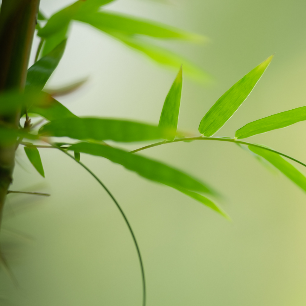 Bamboo Pillows: Your Perfect Type & their Health Benefits