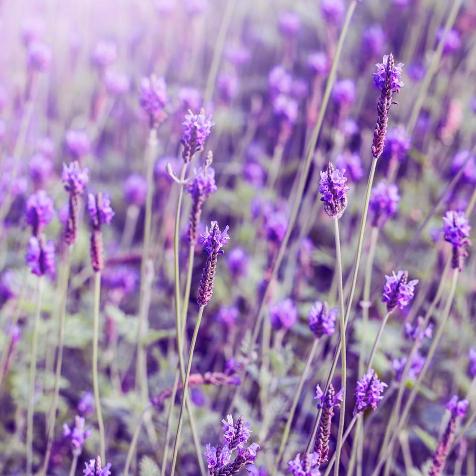 How lavender scent affects your sleep...